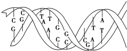 如图是一个dna分子的片段,从图中不能得到的信息是)