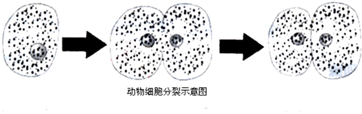 动物细胞分裂过程正确的顺序是①染色体复制使数目加倍②细胞质