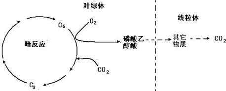 如图所示:该过程会消耗光反应中产生的氧气