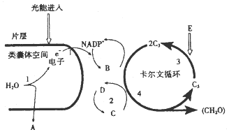 作业帮