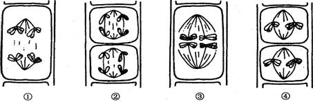 09 江门市一模 以下为某植物细胞减数分裂过程中某些时期的示意图