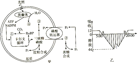 磷酸转运器是三碳糖磷酸与无机磷酸的反向转运蛋白,它可将三碳糖磷酸