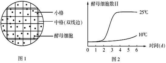 酵母菌是探究细胞呼吸方式,种群数量变化的理想实验材料.