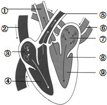 如图心脏结构模式图,读图并回答下列问题
