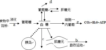 下面是正常人的糖代谢途径及其调节的示意图请根据图示回答