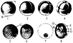 下图表示蛙受精卵发育形成原肠胚的过程