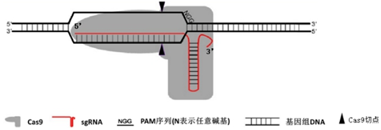 作业帮