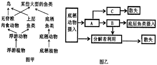 某海洋生态系统的部分食物网如图甲所示,图乙表示能量流经底栖动物的