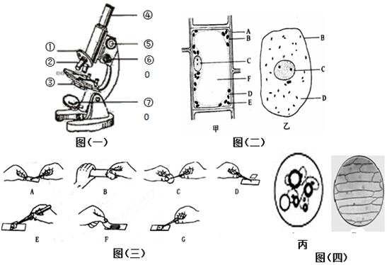 图(一)是显微镜结构示意图,(二)是细胞结构示意