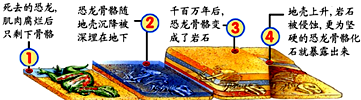 阅读示意图,找出与恐龙化石形成密切相关的地理现象)