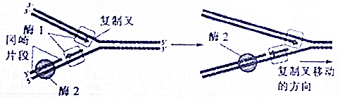 如图所示为dna复制的简图,下列相关叙述,正确的是)