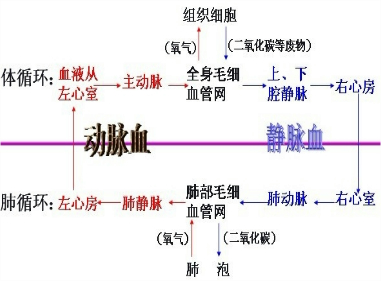 体循环简表图片