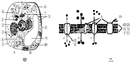 如圖為動,植物細胞亞顯微結構及細胞部分結構示意圖,據圖回答下列問題