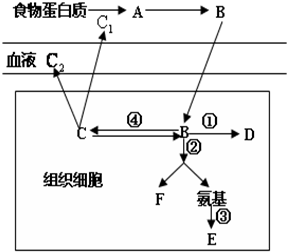 圖示為哺乳動物體內蛋白質代謝示意圖,圖中數字代表生理過程,字母