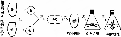 如图是植物体细胞杂交过程示意图,请据图回答