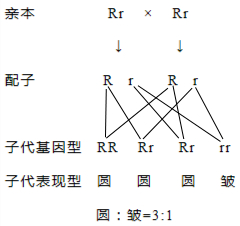 亲本组合的遗传图解图片