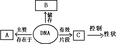 染色體,基因,遺傳基因c.,細胞核,染色體,基因