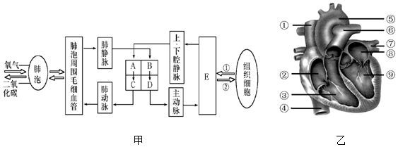 圖是人體血液循環過程模式圖與心臟結構示意圖,依次為甲,乙兩圖請據圖