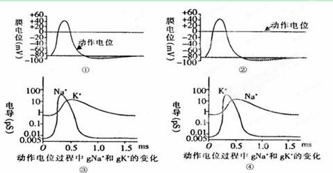 动作电位的产生与细胞膜离子通透性的变化直接相关