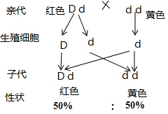 dd和dd杂交遗传图图片