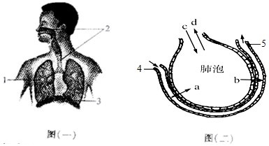 圖(一)為呼吸系統組成示意圖,圖(二)為肺泡與毛細血管之間的氣體交換