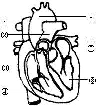 心血管解剖图手绘图片