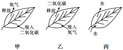 植物呼吸作用简图图片