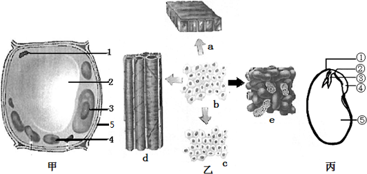 植物的五大组织结构图图片