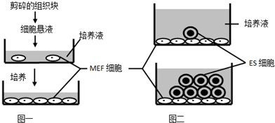 图二是在用mef细胞制成的饲养层上培养胚胎干细胞(es细胞)的示意图
