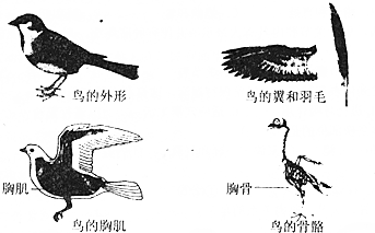 鸟适于飞行的形态结构特点