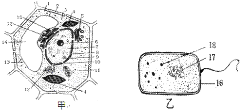 下圖是兩類細胞的亞顯微結構模式圖,據圖回答