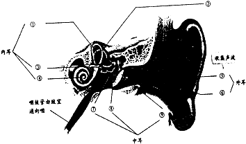 如圖是耳的結構示意圖,請據圖完成下列填空從外界的聲波到聽覺的形成