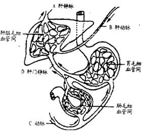 下图a为人体的肝脏,胃,部分小肠及相关的血液循环示意图,下图b表示