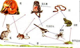 (2)请写出最长的一条食物链._作业帮