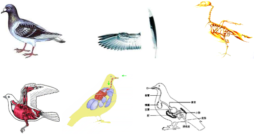 请回忆"探究鸟适于飞行的特点"的实验,回答下列问题