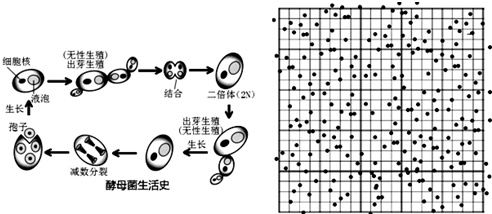 請回答有關酵母菌的問題