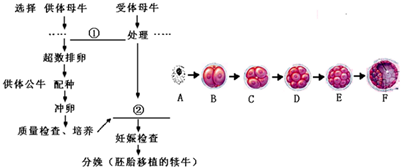 如图为胚胎移植的基本程序及早期胚胎发育过程