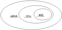 根据染色体,dna,基因的三者关系,完成如图