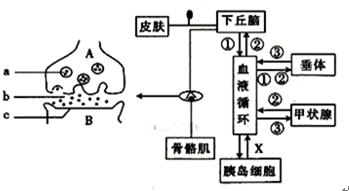 如圖是人體內有關神經調節和體液調節的部分結構示意圖,圖中a,b和a,b