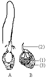 【下圖是水螅的刺細胞.1.寫出b圖中(1),(2),(3)結構的名稱.