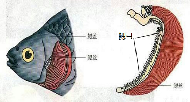 水中生活的形态结构特点和生理特点 专题 分析 鱼的呼吸器官是鳃