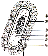 乳酸菌的结构图图片