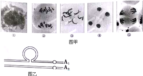 製片:①取少量組織液低滲處理後,放在___(溶液)中,一定時間後輕輕