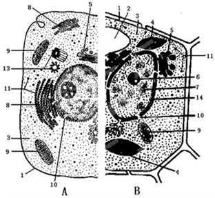 西瓜果肉细胞显微图图片