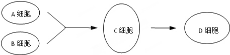 如图可表示细胞融合技术的一些过程,请据图回答