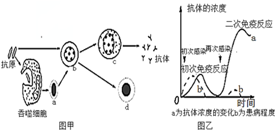 (1)圖甲表示的是___(體液免疫或細胞免疫),吞噬細胞具有___的作用.