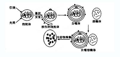 產生一種外膜蛋白,導致高爾基體片層結構包裹線粒體形成