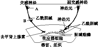 (1)神經系統結構和功能的基本單位是___,神經纖維被切斷,損傷,麻醉或