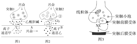 作用於突觸後膜產生的效應存在差異,如圖表示乙酰膽鹼,甘氨酸(gly),去