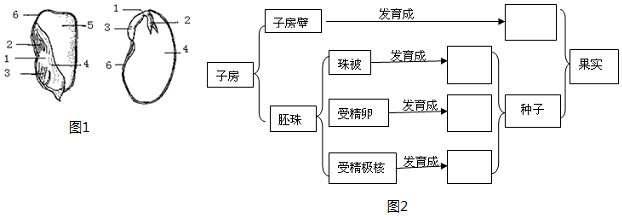 蚕豆的内部结构名称图片